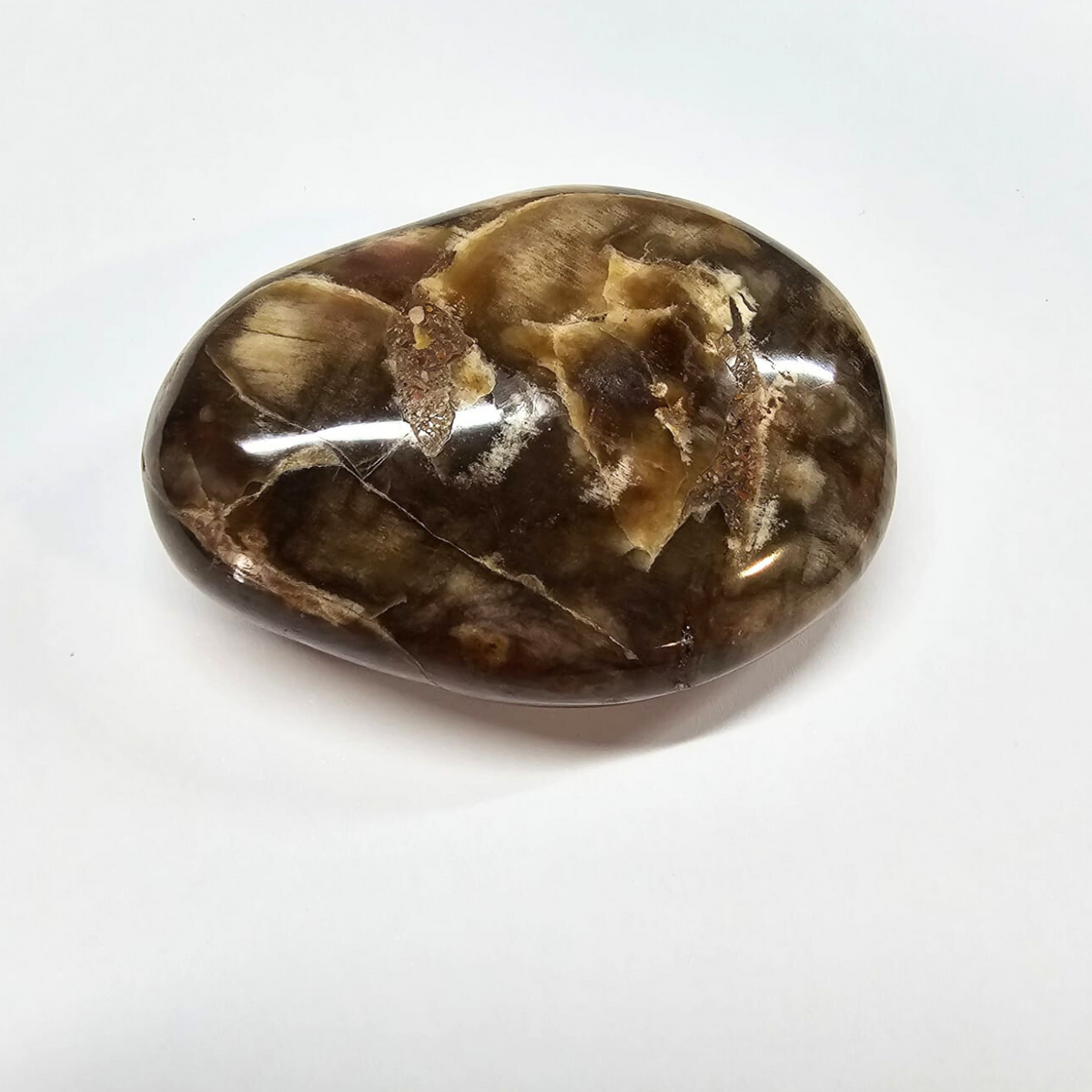 Bois Fossilisé